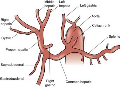 Normal Hepatic Artery Anatomy