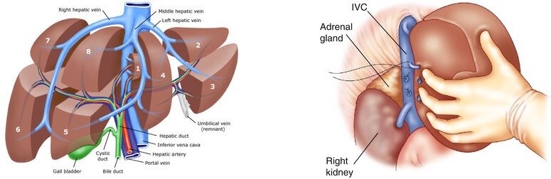 Hepatic Venous Drainage