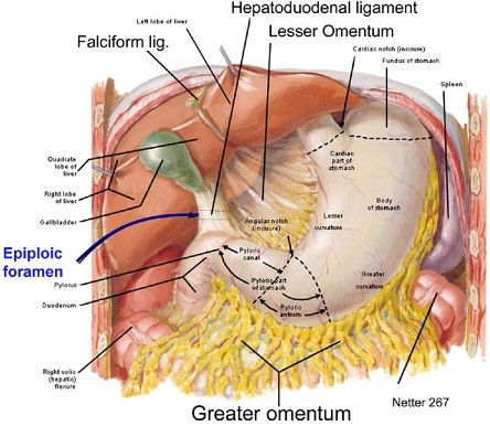 Lesser Omentum