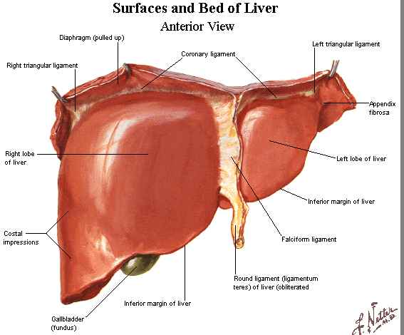 Hepatic Ligaments