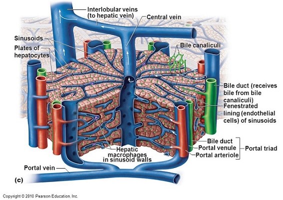 Hepatic Lobule