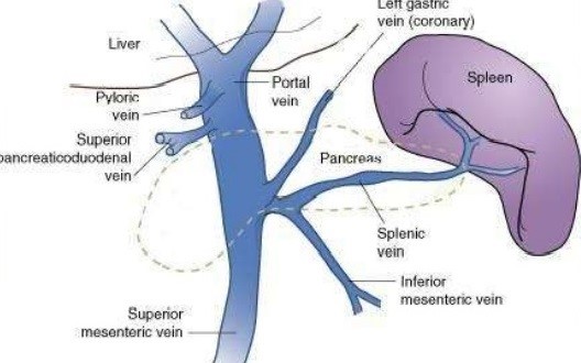 Extrahepatic Portal Vein Anatomy