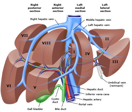 Couinad's Segmental Anatomy of the Liver