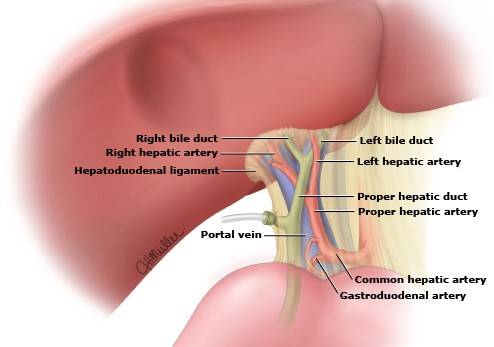 Porta Hepatis Structures