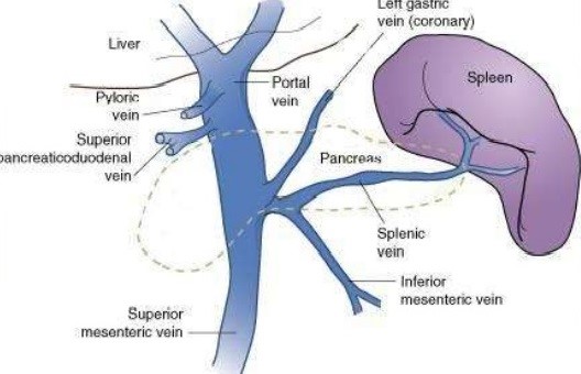 Portal Vein Anatomy