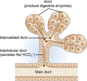 Pancreatic Acinus