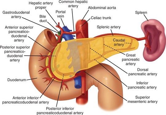 Arteries of the Pancreas