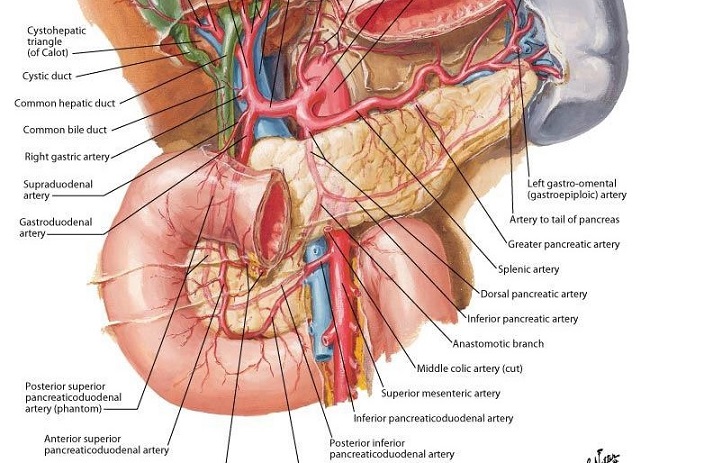 Anatomy of the Pancreas