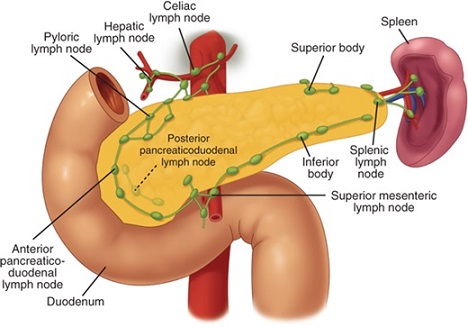 Lymphatic Drainage of the Pancreas