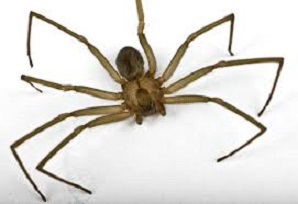 Brown Recluse Spider