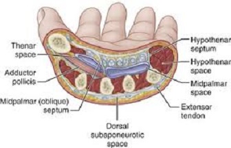 Deep Space Infections Anatomy