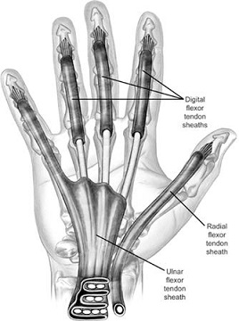 Flexor Tendon Sheaths