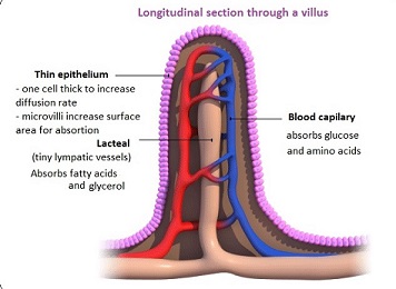 Intestinal Villus