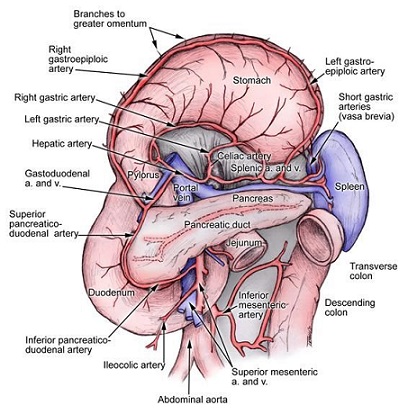 Anatomy of the Spleen