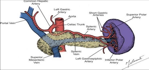 Blood Supply of the Spleen