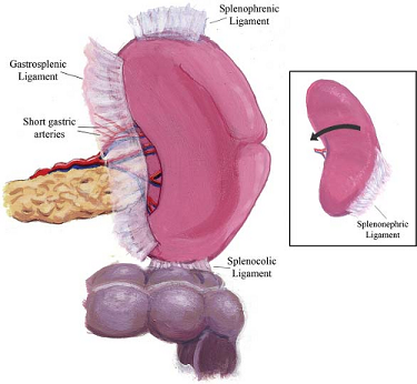 Ligaments of the Spleen