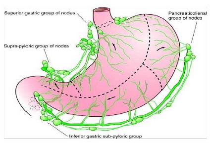 Lymphatic Drainage of the Stomach