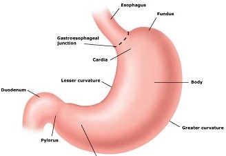 Gross Morphology of the Stomach