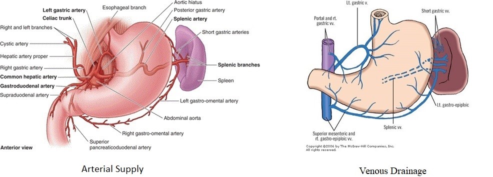 Blood supply of the Stomach