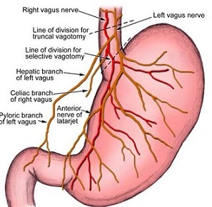 Vagal Innervation of the Stomach