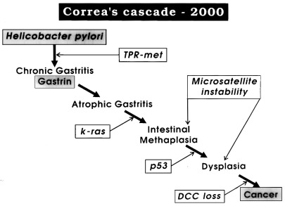 Pathogenesis of Gastric Cancer