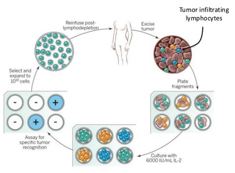 T Cell Adoptive Therapy