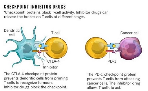 Checkpoint Inhibitors