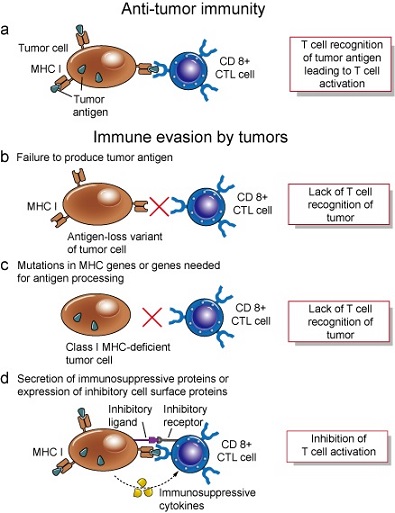 Immune Evasion by Tumors