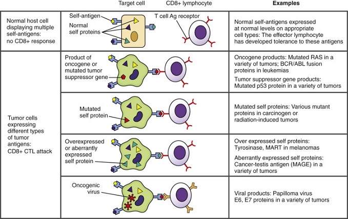 Tumor antigens