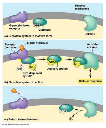 G-Protein Linked Receptors