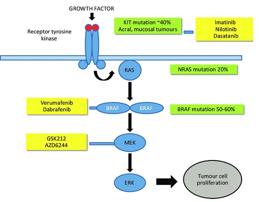 MAPK Pathway