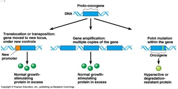 Oncogenes