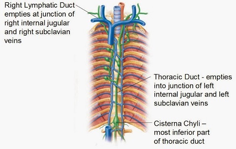 Anatomy of the Thoracic Duct