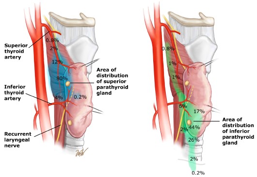 Typical Parathyroid Gland Locations