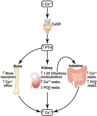 Parathyroid Hormone Physiologys