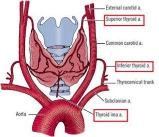 Thyroid Arterial Blood Supply