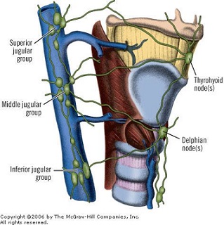 Thyroid Lymphatic Drainage