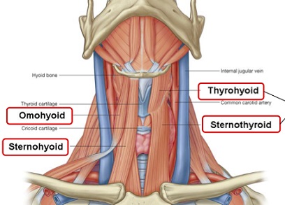 Thyroid Strap Muscles