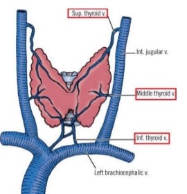 Thyroid Venous Drainage