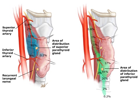 Parathyroid Gland Location