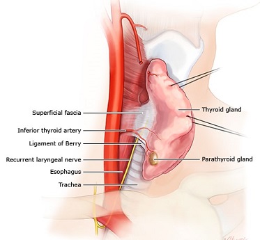 Recurrent Laryngeal Nerve Location