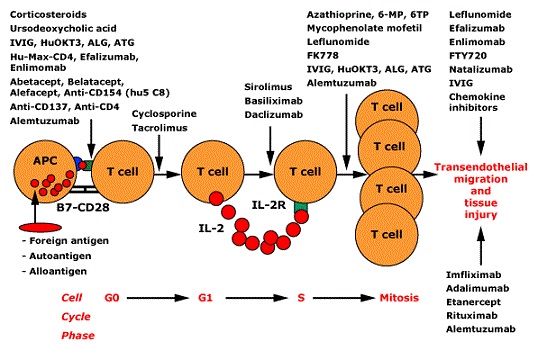 Overview of T cell activation