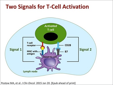 T cell two signal activation