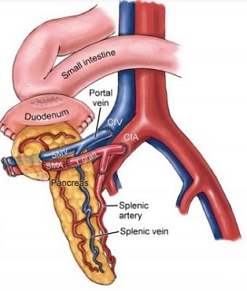 Pancreas Enteric Drainage