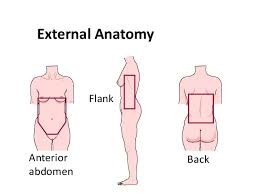 External Anatomy of the Abdomen