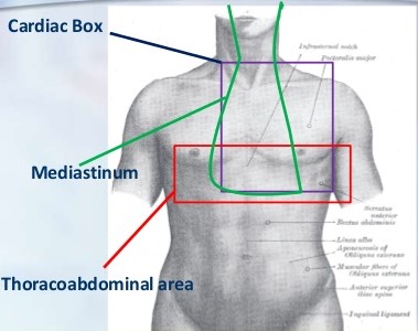 External Anatomy of the Thoracoabdominal Area