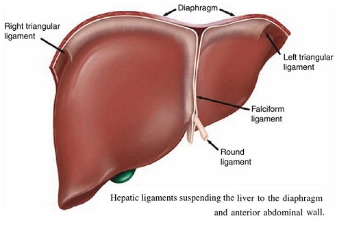 Hepatic Ligaments