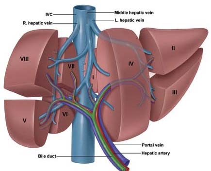 Blood Supply to the Liver