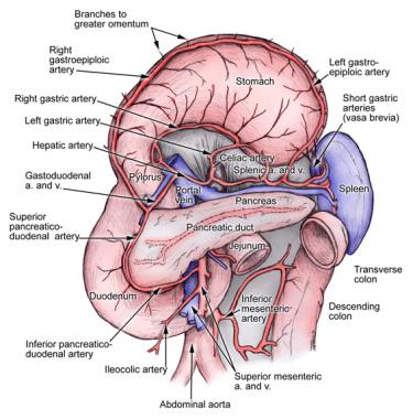 Anatomy and Blood Supply of the Spleen