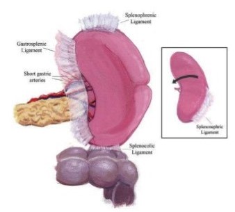 Ligaments of the Spleen